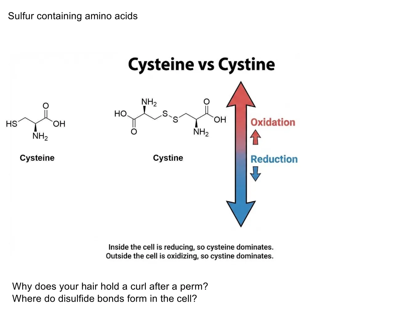 A bidirectional oxidation/reduction schematic: cysteine (reduced) inside the cell, cystine/disulfides (oxidized) outside.