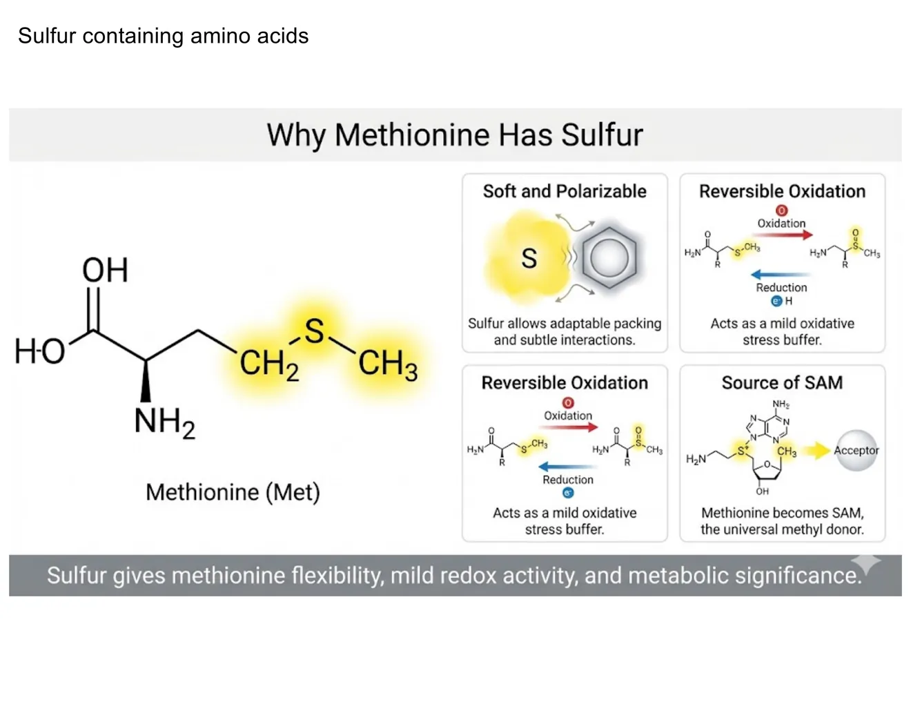 A four-panel schematic on methionine's sulfur: soft and polarizable, reversibly oxidized, and the source of SAM.