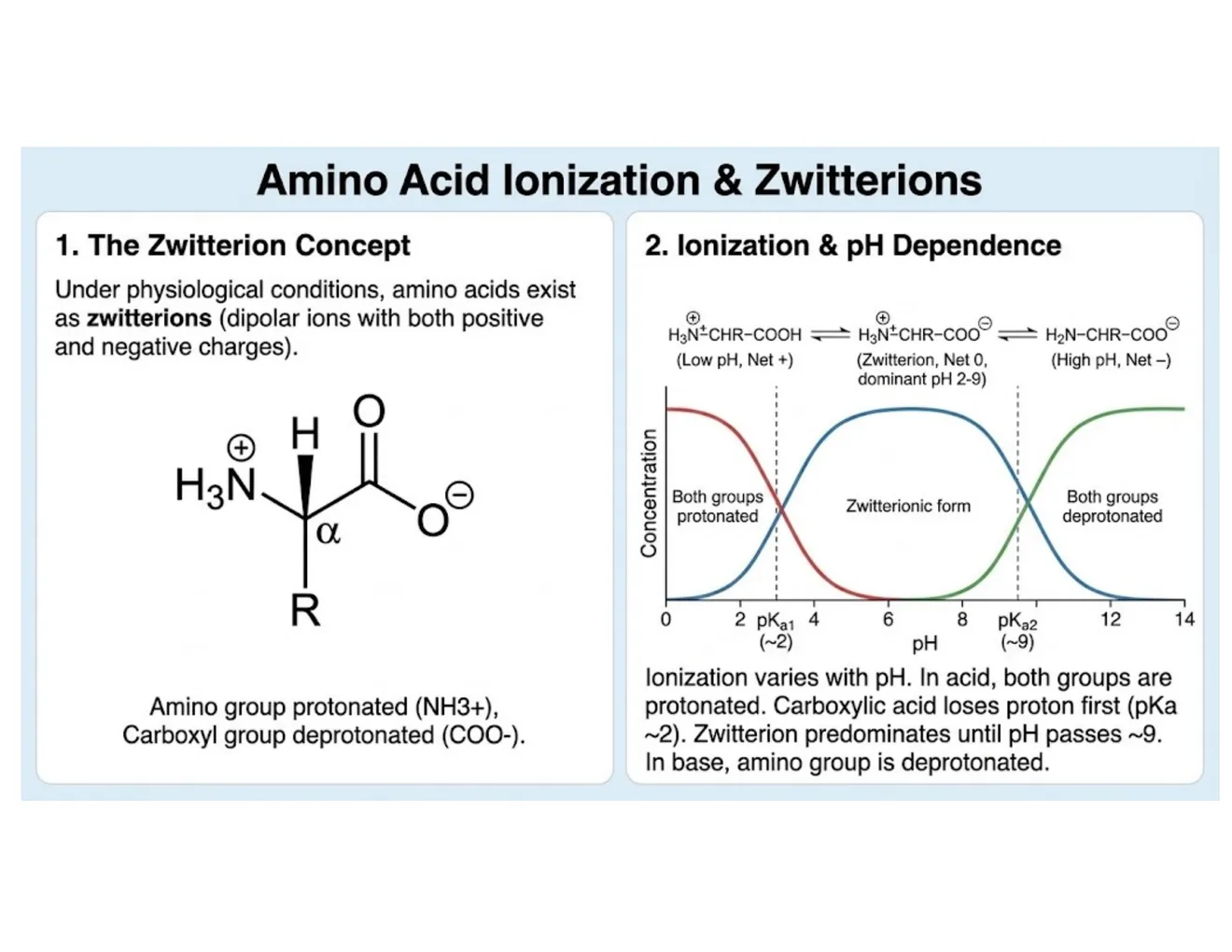 A two-panel schematic of the zwitterion (both +NH3 and -COO- at once) and how protonation state shifts with pH.