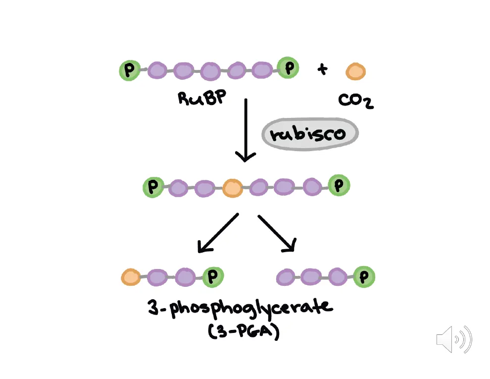 Fixation: RuBP plus CO2 to Two 3-PGA