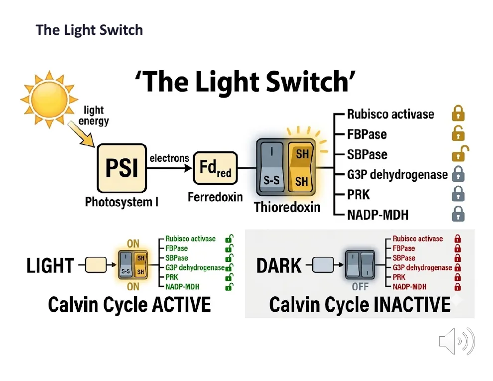 The Light Switch via Thioredoxin