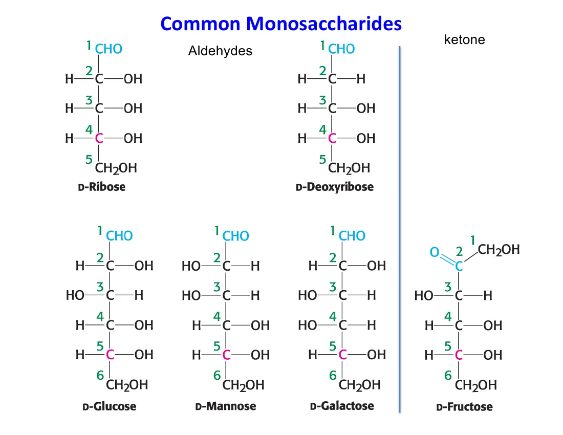Fischer projections of ribose, deoxyribose, glucose, mannose, galactose, and fructose, showing where each differs.