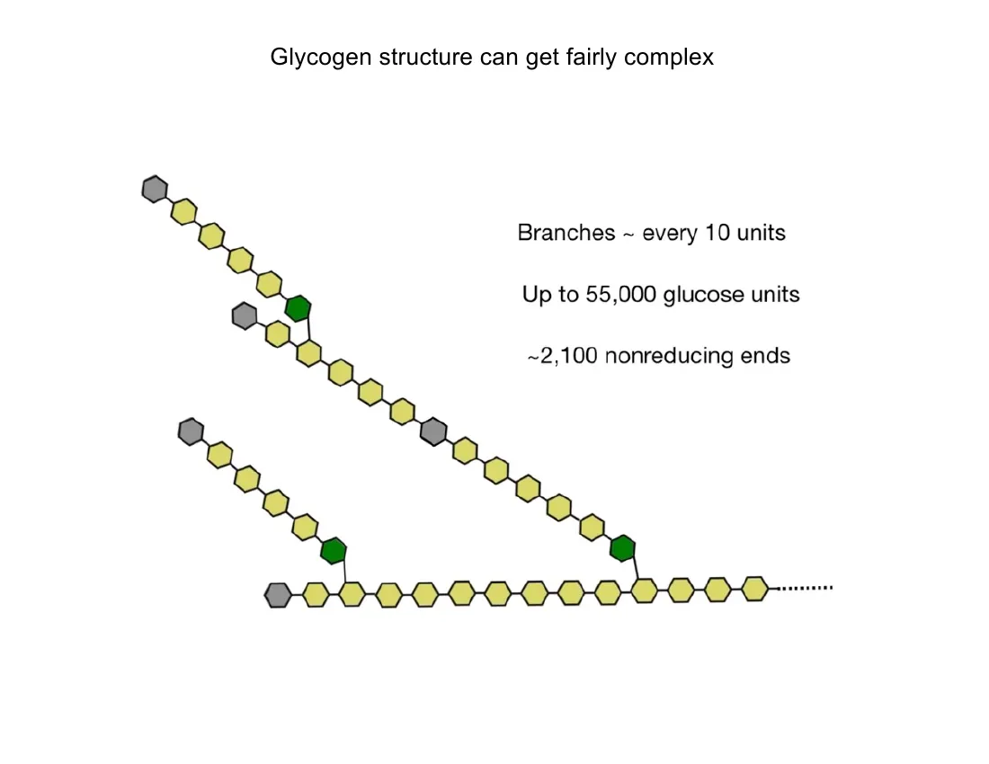 A glycogen molecule branching roughly every 10 units, up to ~55,000 glucose units and ~2,100 non-reducing ends.