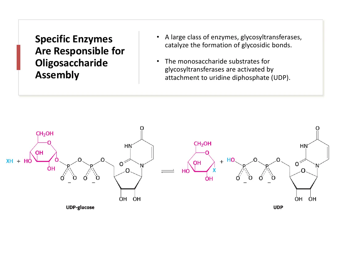 Glycosyltransferases catalyze glycosidic-bond formation using UDP-activated monosaccharides; UDP-glucose donates glucose and releases UDP.