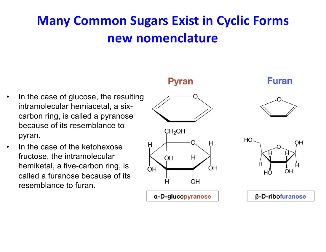 Six-membered sugar rings named pyranose (after pyran) and five-membered rings named furanose (after furan), with glucopyranose and ribofuranose examples.