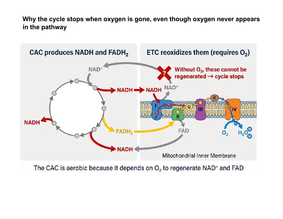 Why the Cycle Stops Without Oxygen