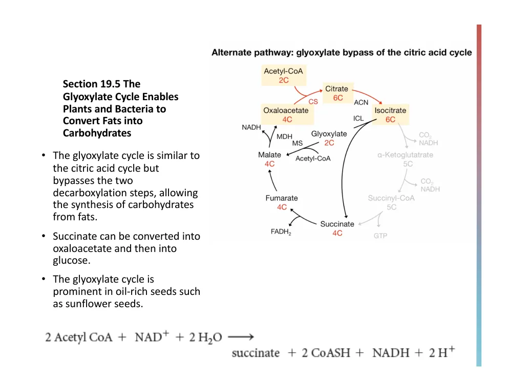 The Glyoxylate Bypass: Fats Into Sugar
