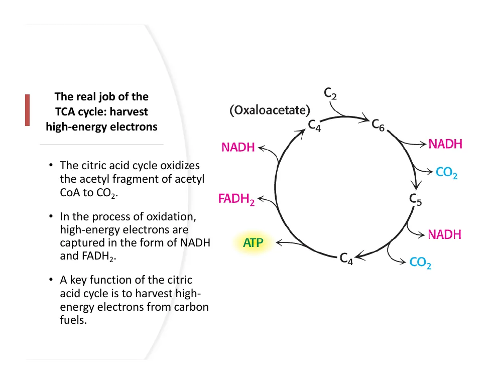 The Real Job of the Cycle: Harvest Electrons