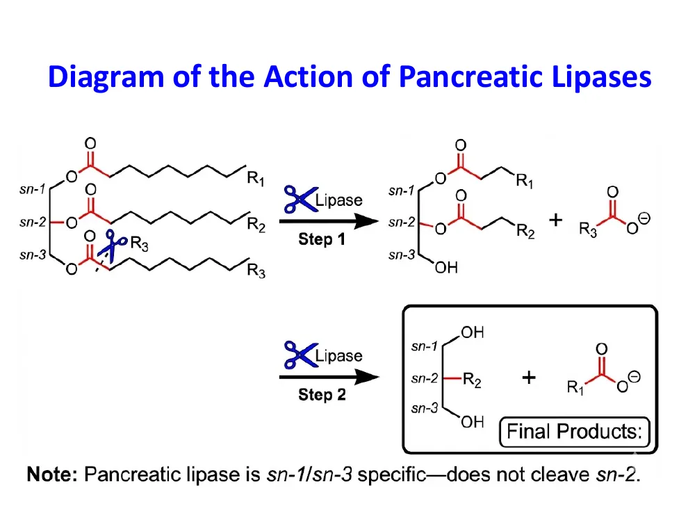 How Pancreatic Lipase Cuts a Triacylglycerol