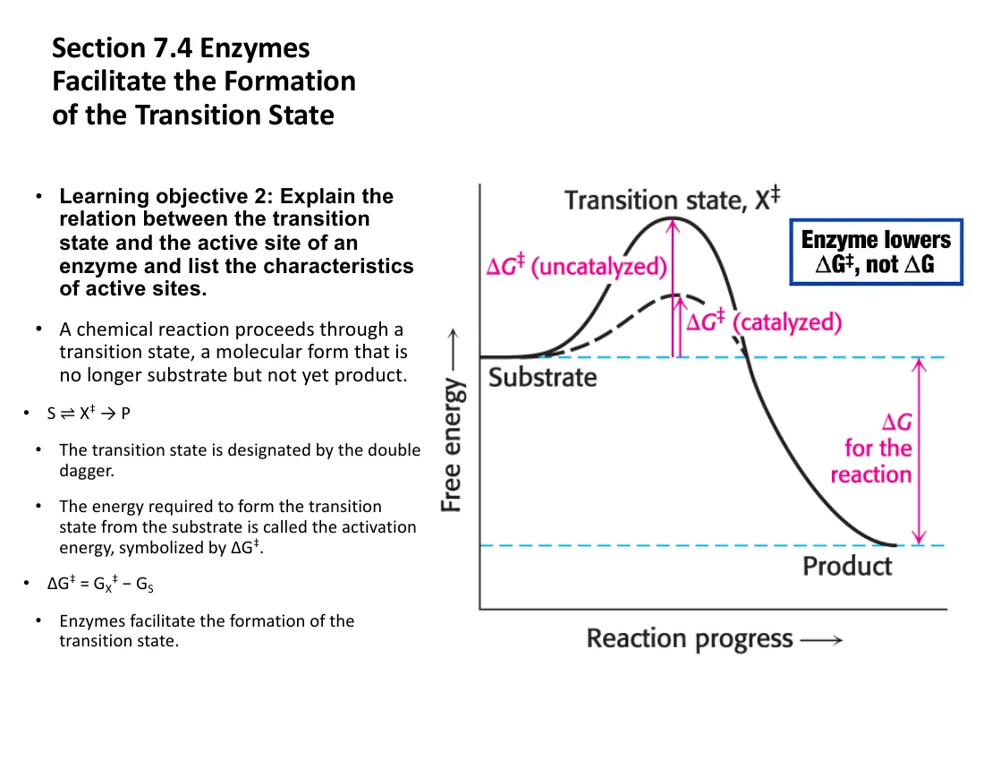 A reaction-coordinate diagram with two curves sharing the same substrate and product levels (same ΔG) but different peak heights — the catalyzed activation energy ΔG‡ is much lower than the uncatalyzed one.