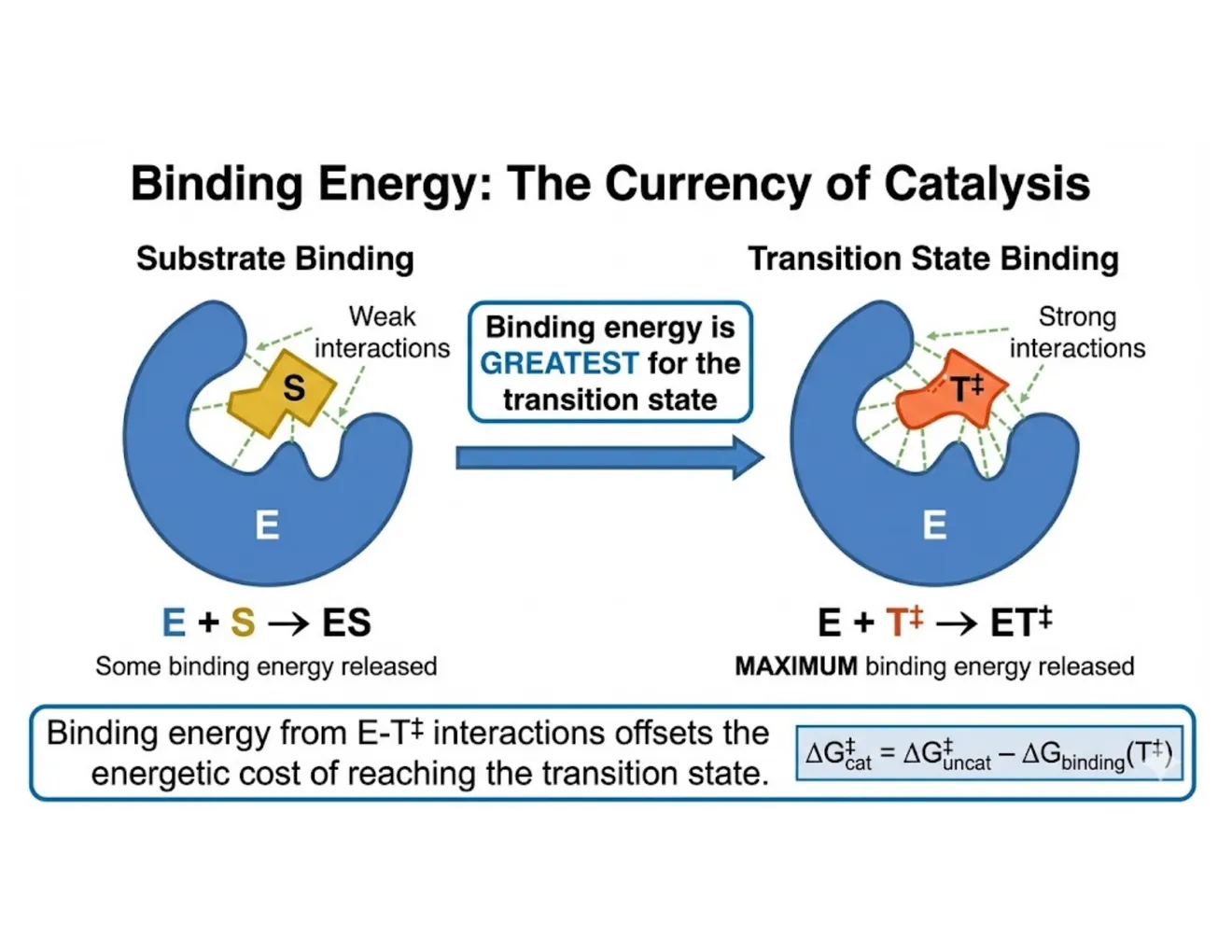 Diagram contrasting weak substrate binding (E + S → ES) with strong transition-state binding (E + T‡ → ET‡), which releases the maximum binding energy.