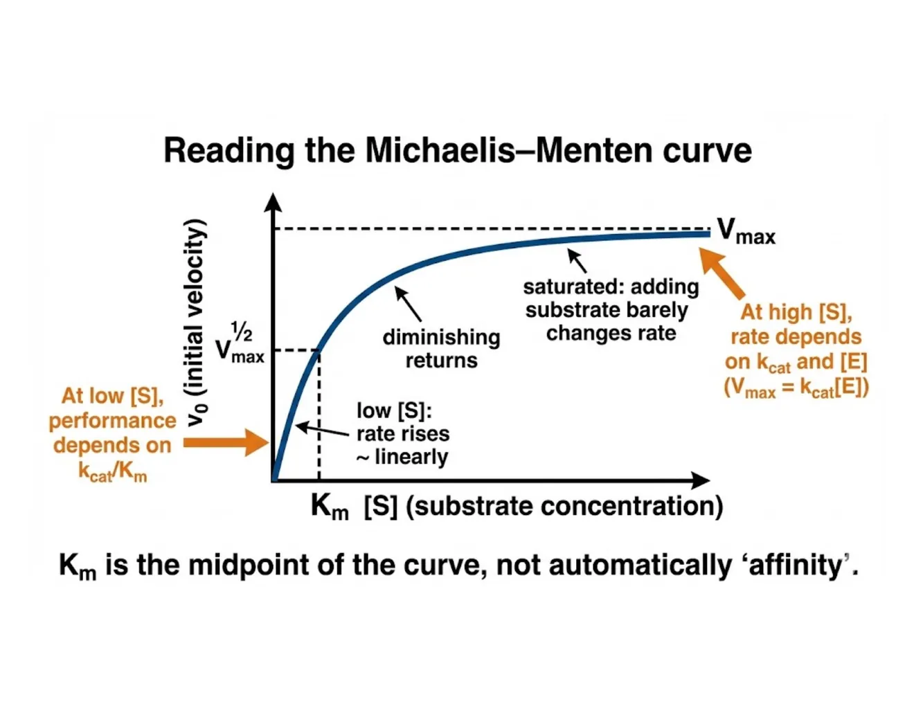 Annotated Michaelis–Menten curve marking the near-linear low-[S] region, diminishing returns, the saturated Vmax plateau, and Km at half-Vmax.