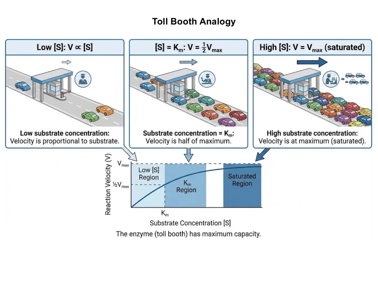 Three toll-booth scenes mapping low [S], [S]=Km, and high [S] onto the three regimes of the Michaelis–Menten curve.