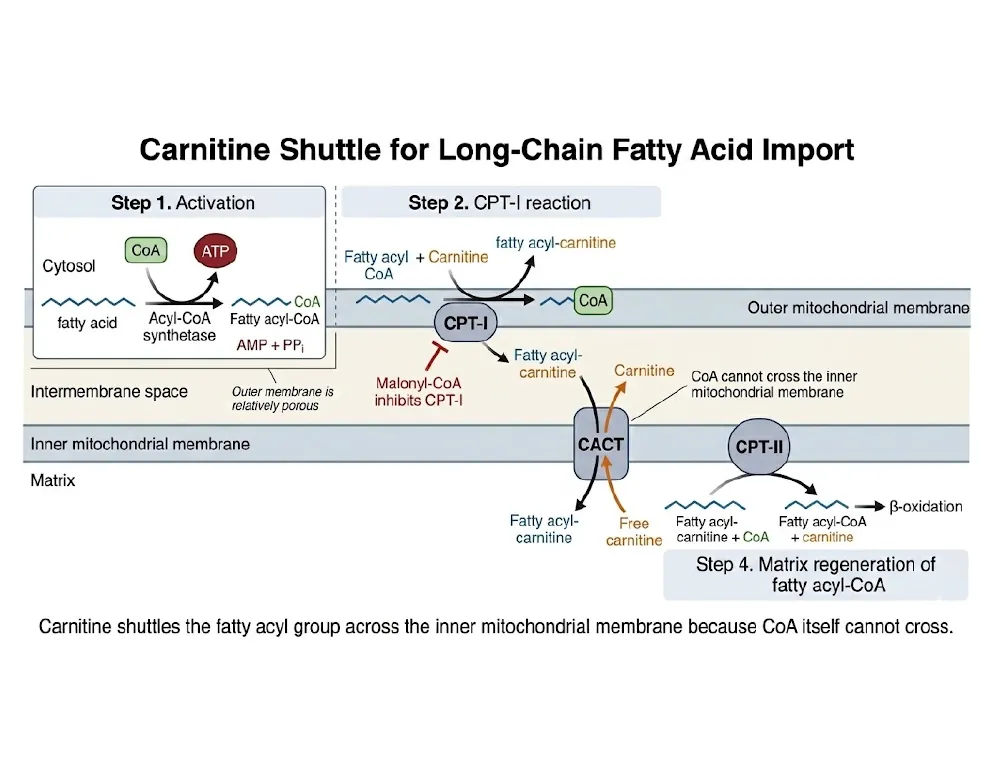The Carnitine Shuttle