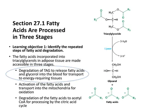 Preview: Three Stages of Fatty Acid Processing