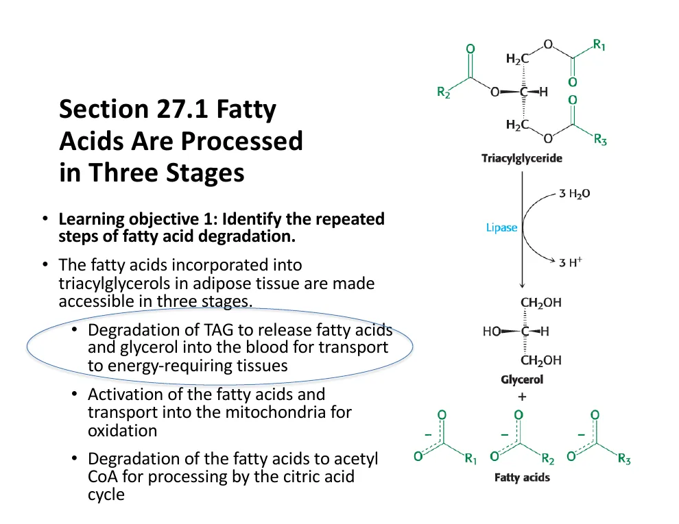 Three Stages of Fatty Acid Processing