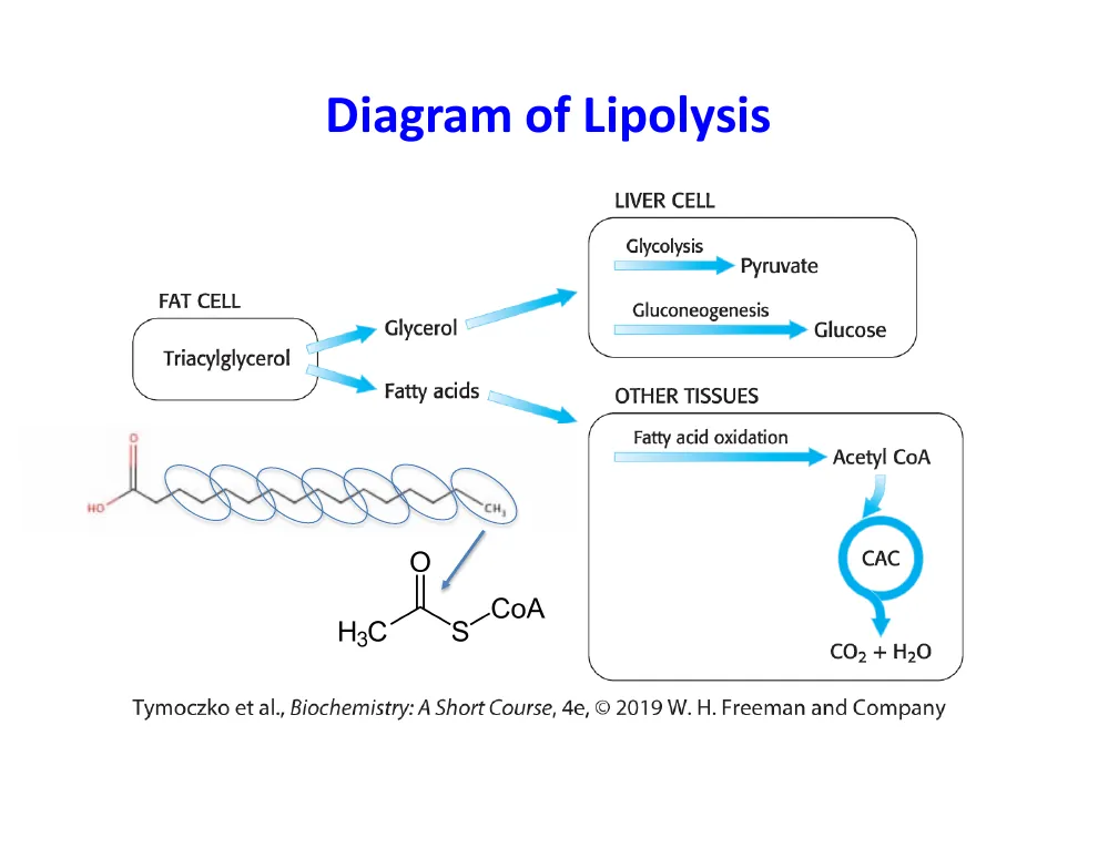 Where the Products of Lipolysis Go