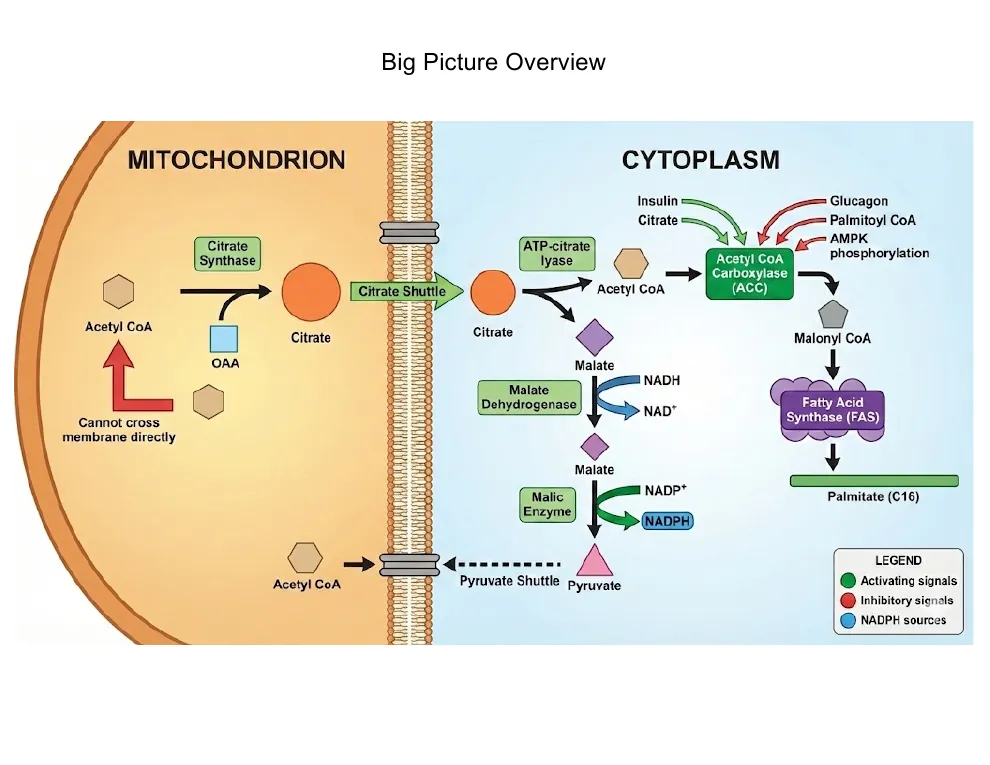 Big Picture: Where the Carbons Come From