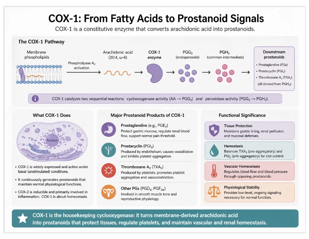 COX-1: From Fatty Acid to Signal