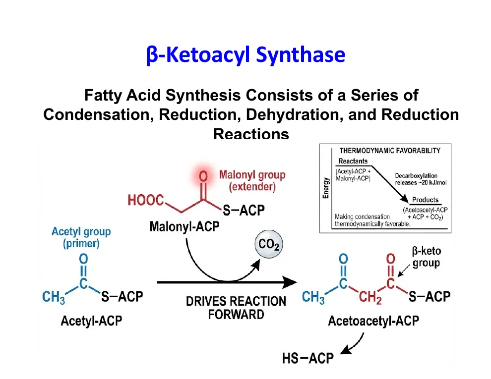 Why Malonyl Drives Condensation Forward