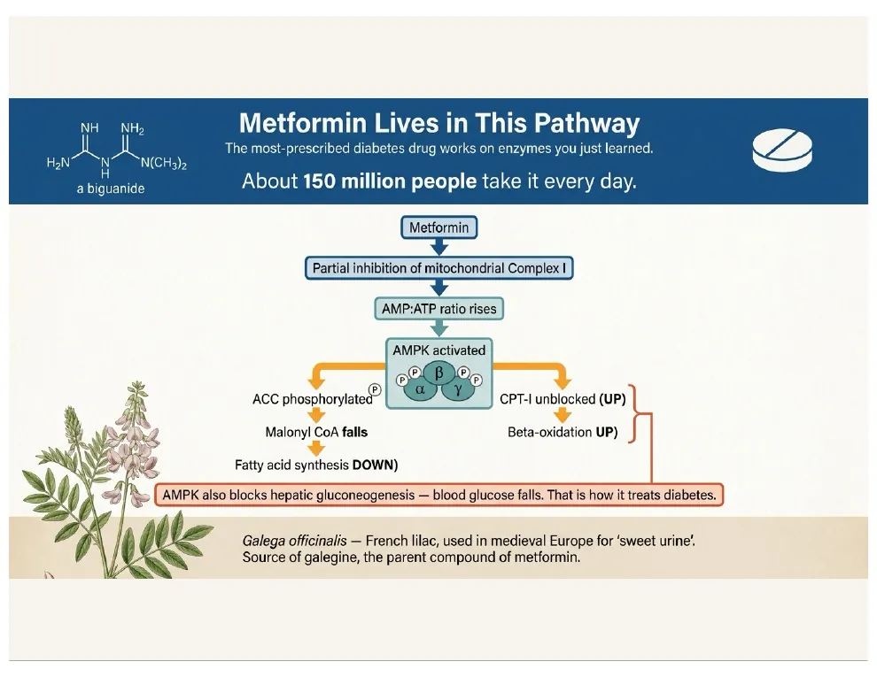 Metformin Lives in This Pathway