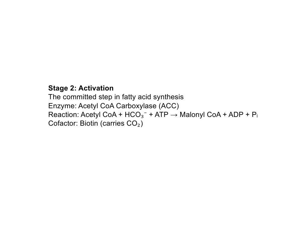 Stage 2: The Committed Step