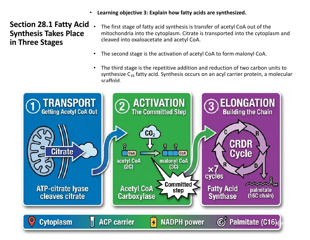 The Three Stages of Fatty Acid Synthesis