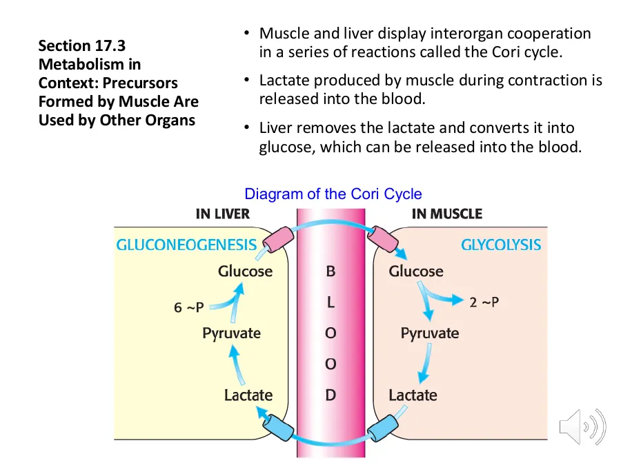 Muscle exports lactate to the blood; the liver rebuilds it into glucose and returns it, paying the ATP cost the muscle saved.
