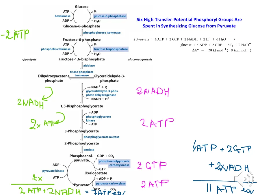 An energy ledger: per glucose, 2 ATP at pyruvate carboxylase, 2 GTP at PEPCK, 2 ATP at phosphoglycerate kinase, plus 2 NADH.
