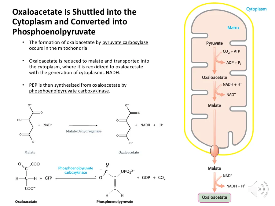 Oxaloacetate made in the matrix is reduced to malate, crosses the inner membrane, and is re-oxidized to OAA in the cytosol, regenerating NADH.
