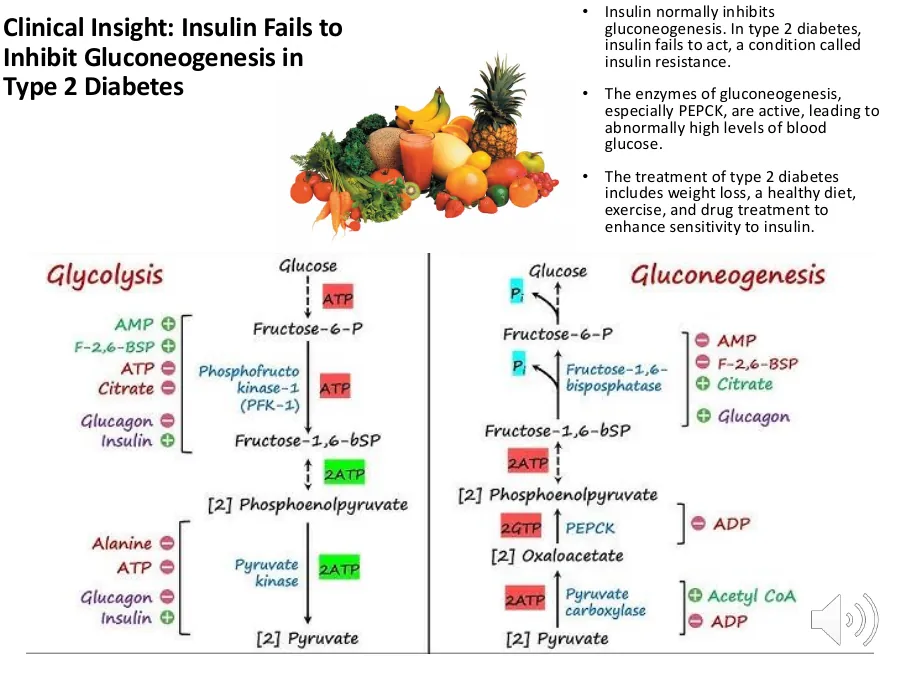 In insulin resistance the liver keeps running gluconeogenesis despite high blood glucose, driving fasting hyperglycemia.