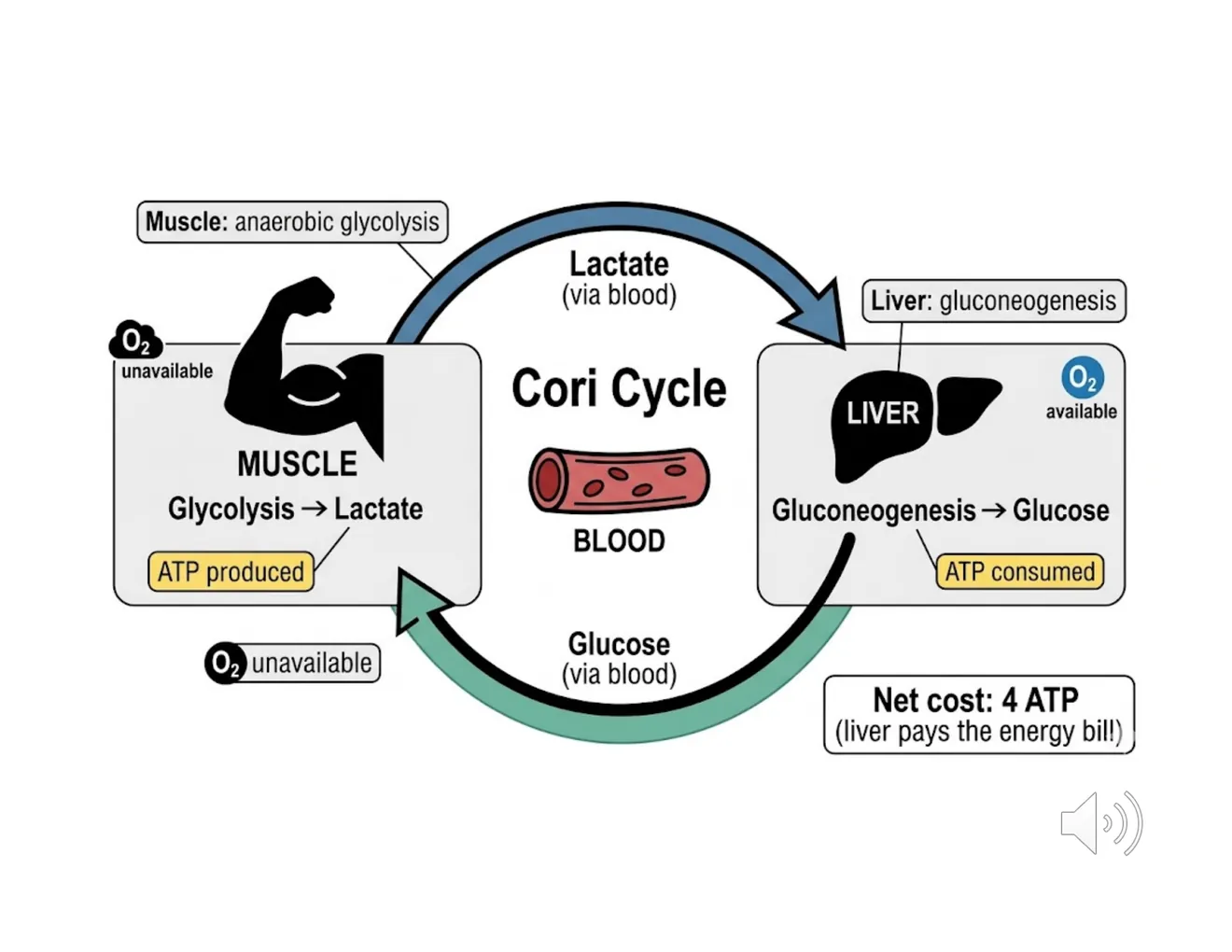 A circular muscle↔liver schematic: muscle exports lactate, the liver rebuilds glucose via gluconeogenesis, net cost 4 ATP.