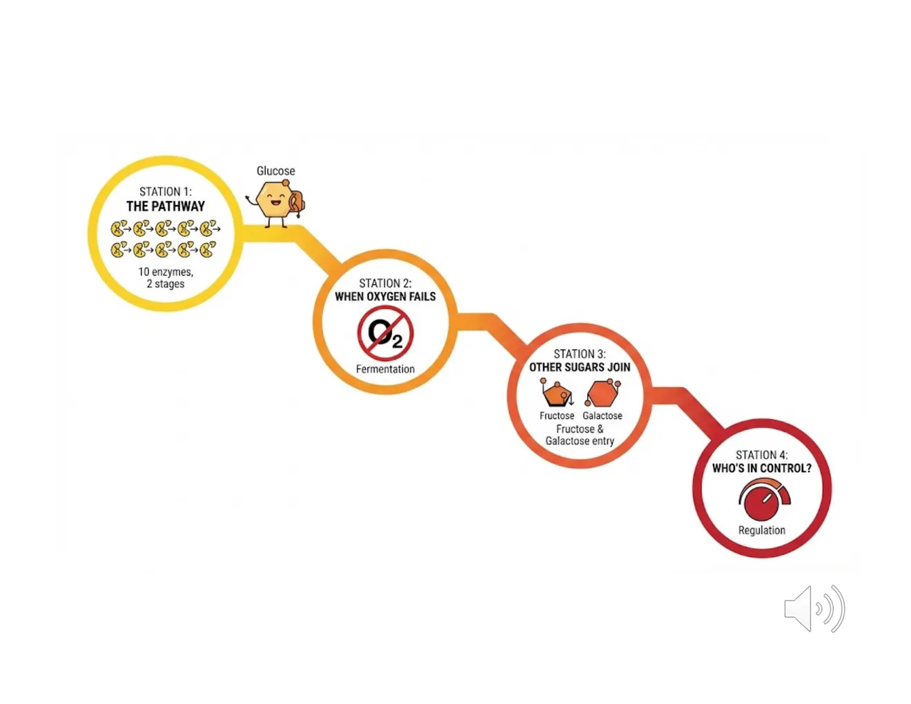 A four-station roadmap of the chapter: the pathway, fermentation, alternative sugars, and regulation.
