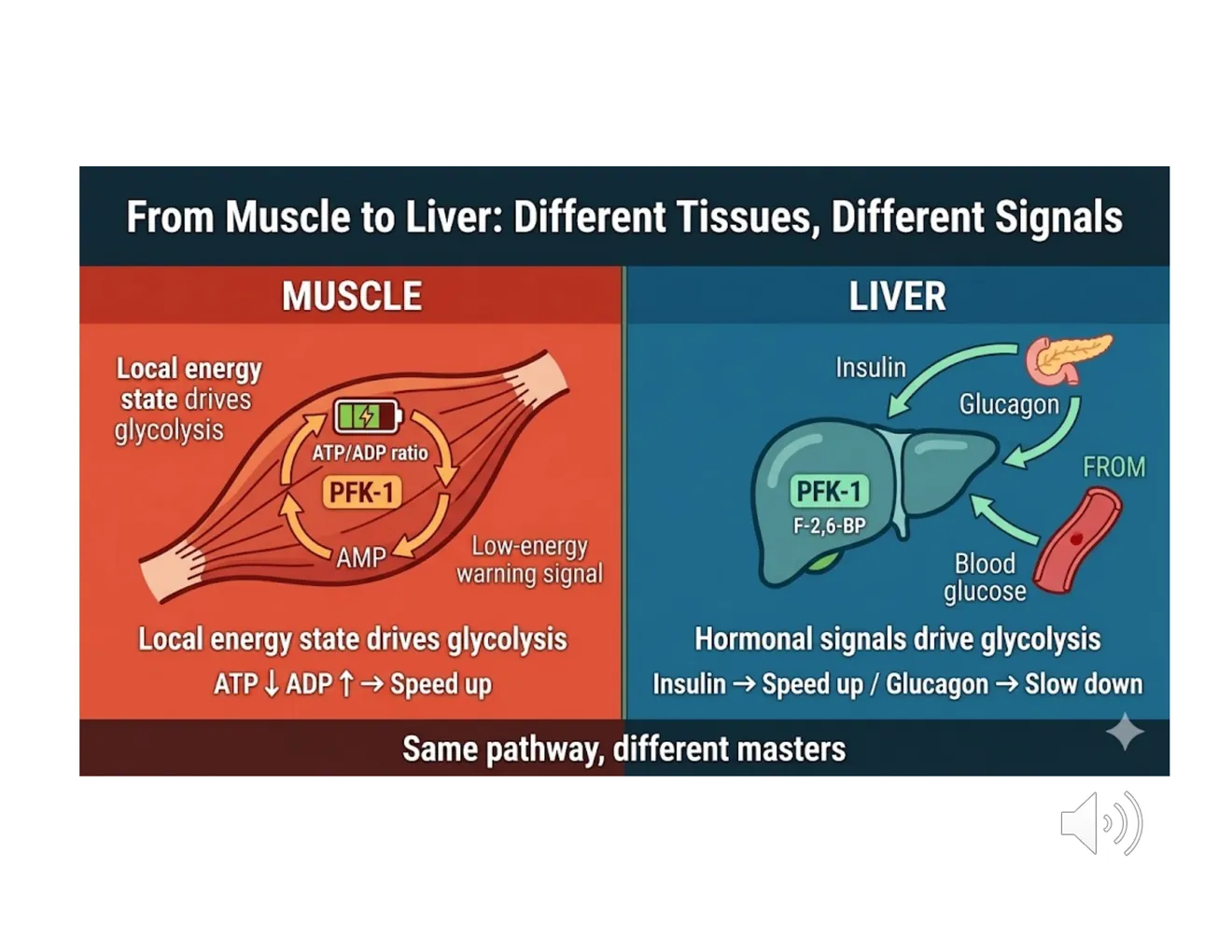 Two panels — muscle driven by local energy charge, liver driven by hormones — under 'Same pathway, different masters.'