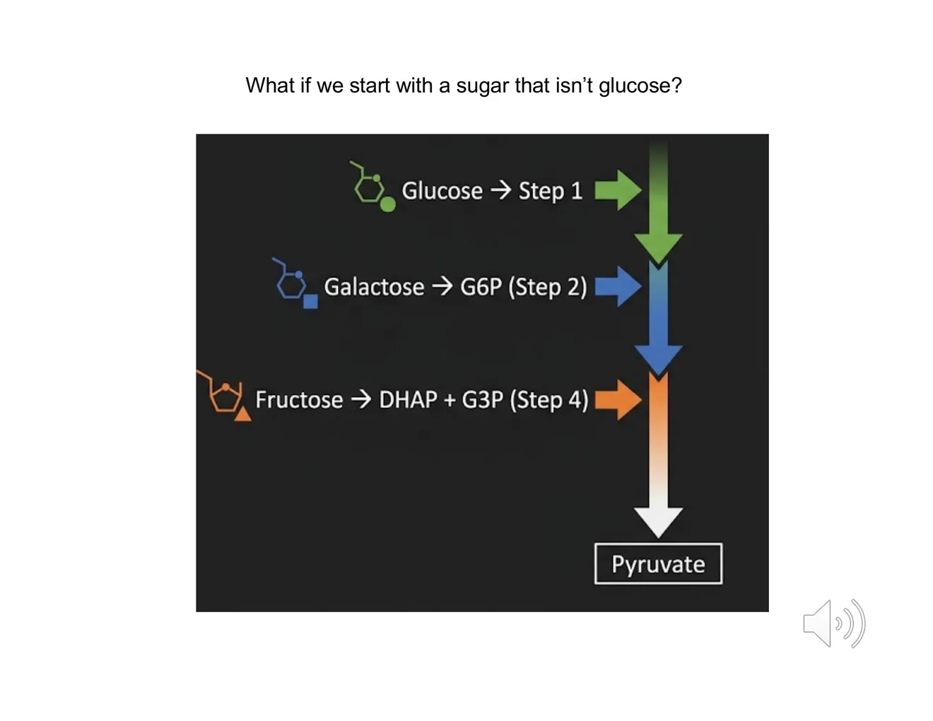 A schematic of glucose, galactose, and fructose entering glycolysis at steps 1, 2, and 4 respectively, all converging on pyruvate.