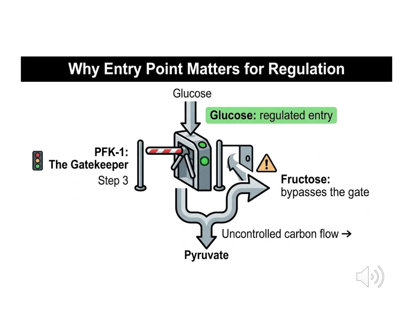 A turnstile analogy: glucose must pass the PFK-1 gate at step 3, while fructose bypasses it downstream.