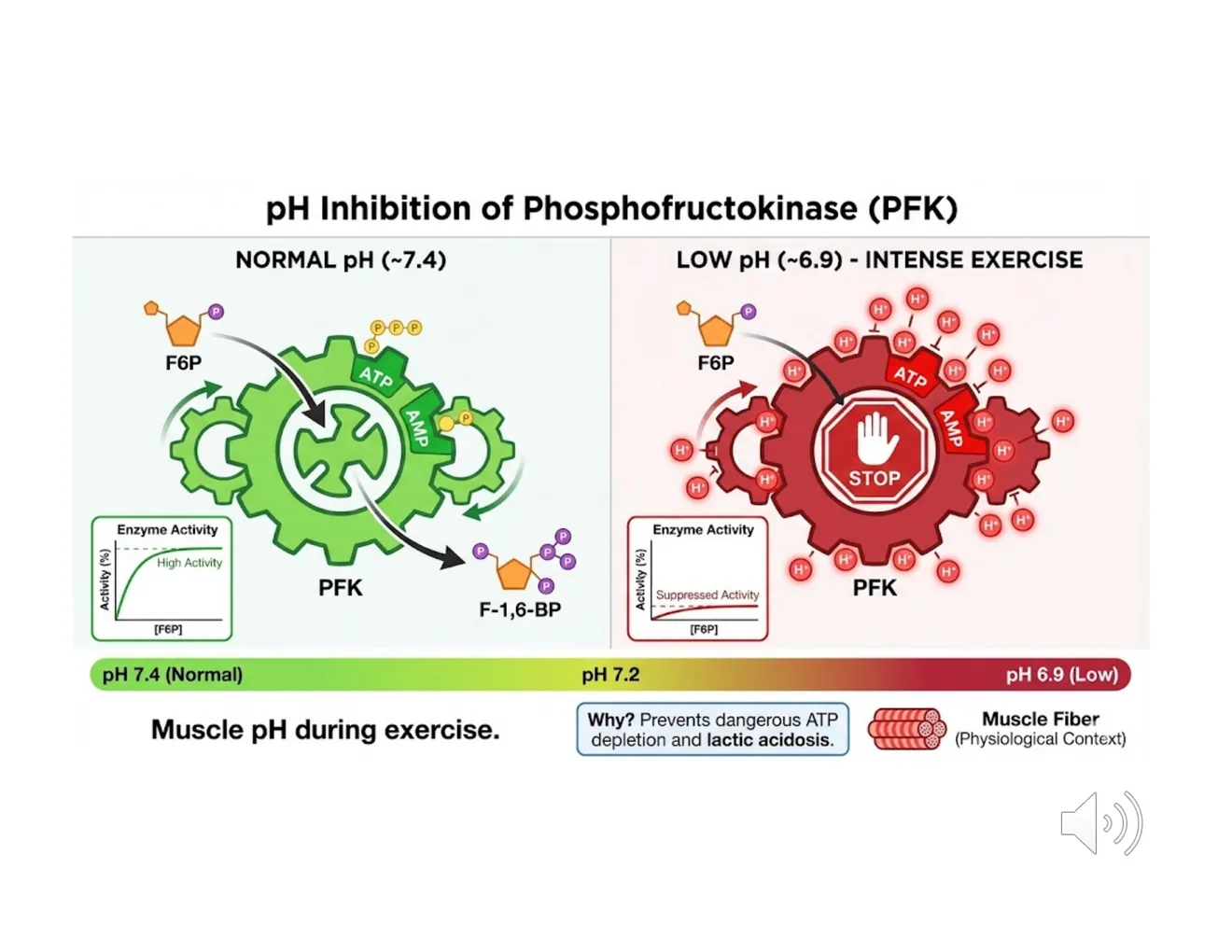 A schematic showing PFK shifting to an inactive conformation as exercise lowers muscle pH — a built-in brake.