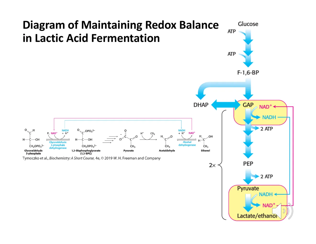 A flow diagram of NAD+/NADH cycling: glycolysis consumes NAD+ at GAPDH; fermentation regenerates it by reducing pyruvate to lactate or ethanol.