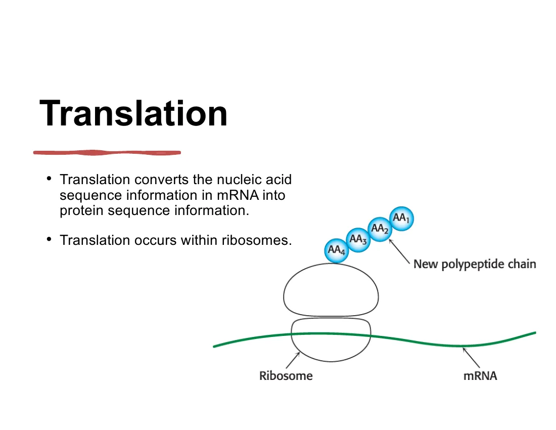 A ribosome riding along an mRNA strand, linking amino acids (AA1–AA4) into a growing polypeptide chain coming off the top.
