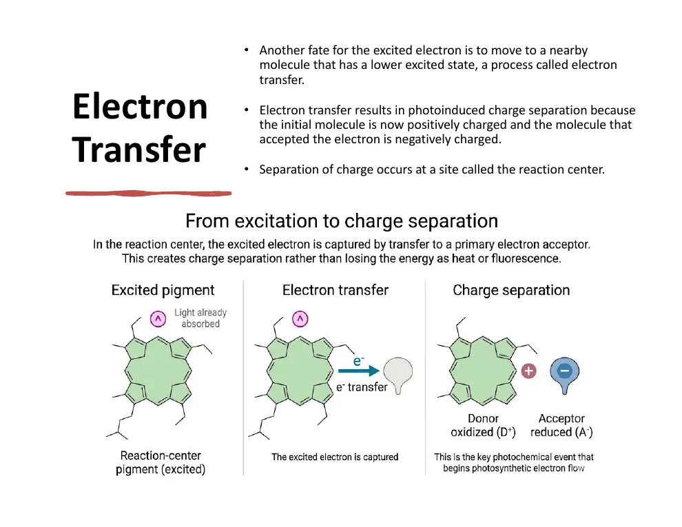 From Excitation to Charge Separation