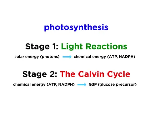 Preview: Photosynthesis in Two Stages