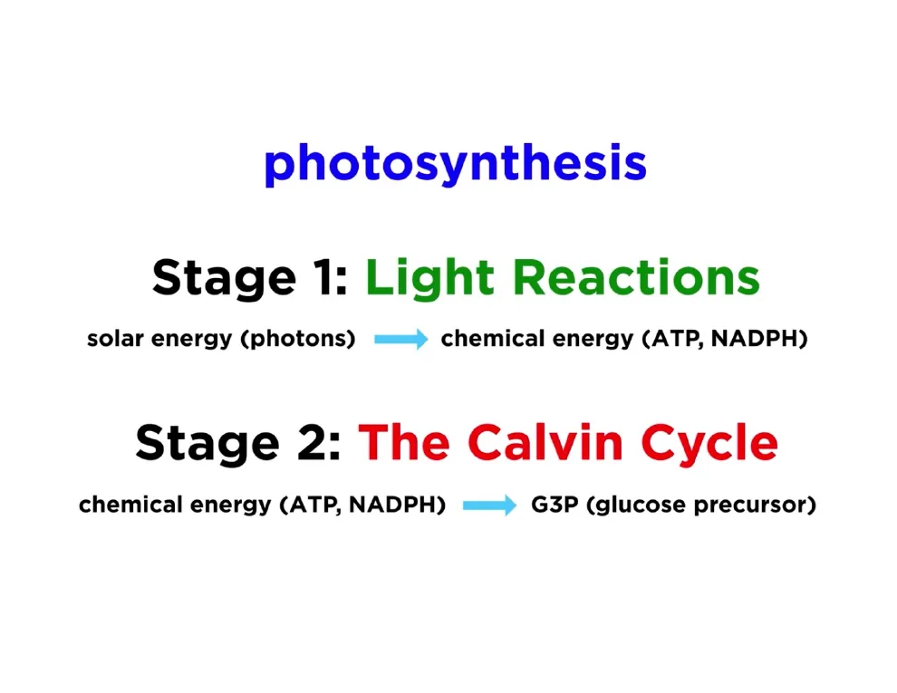 Photosynthesis in Two Stages
