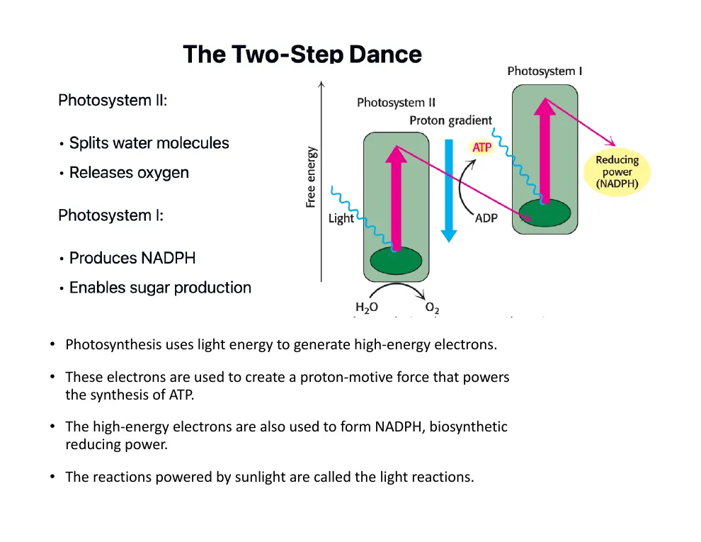 The Two-Step Dance of Photosystems