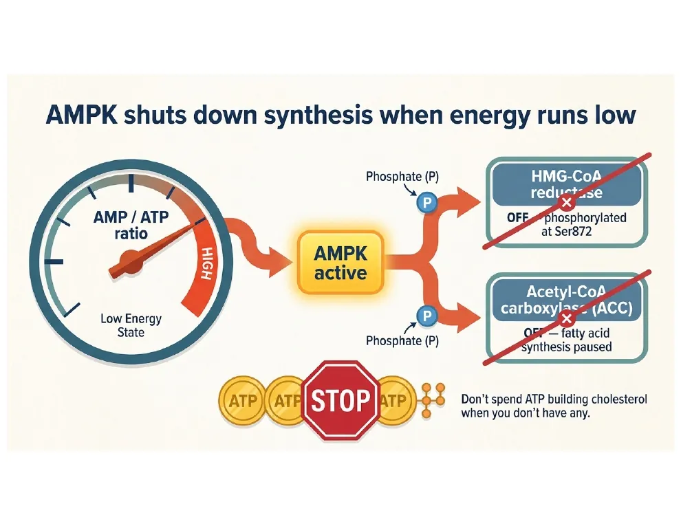 AMPK shuts synthesis off when energy is low