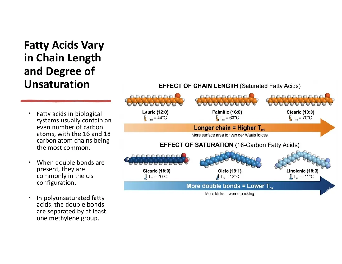 Melting points rising with chain length among saturated fatty acids, and dropping sharply when a cis double bond is introduced (stearic 70°C vs oleic 13°C).