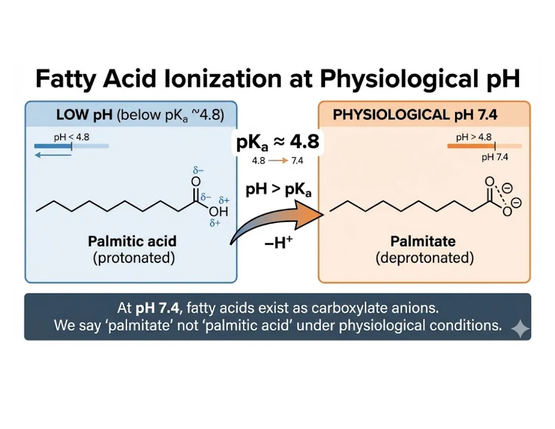 A titration schematic of a fatty acid carboxyl group, neutral below its pKa (~4.8) and negatively charged (carboxylate) at physiological pH 7.4.