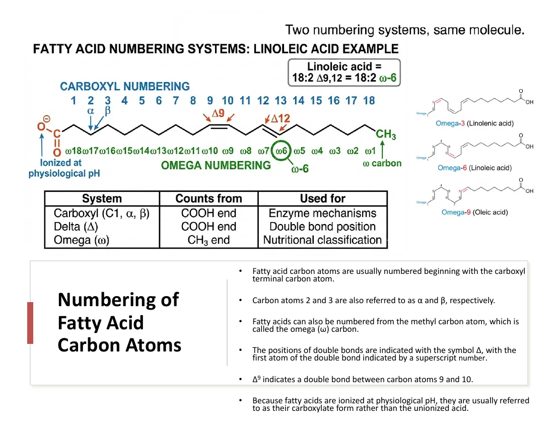 A fatty acid chain numbered from the carboxyl end (delta system, carbon 1 at COOH) and from the methyl end (omega system).