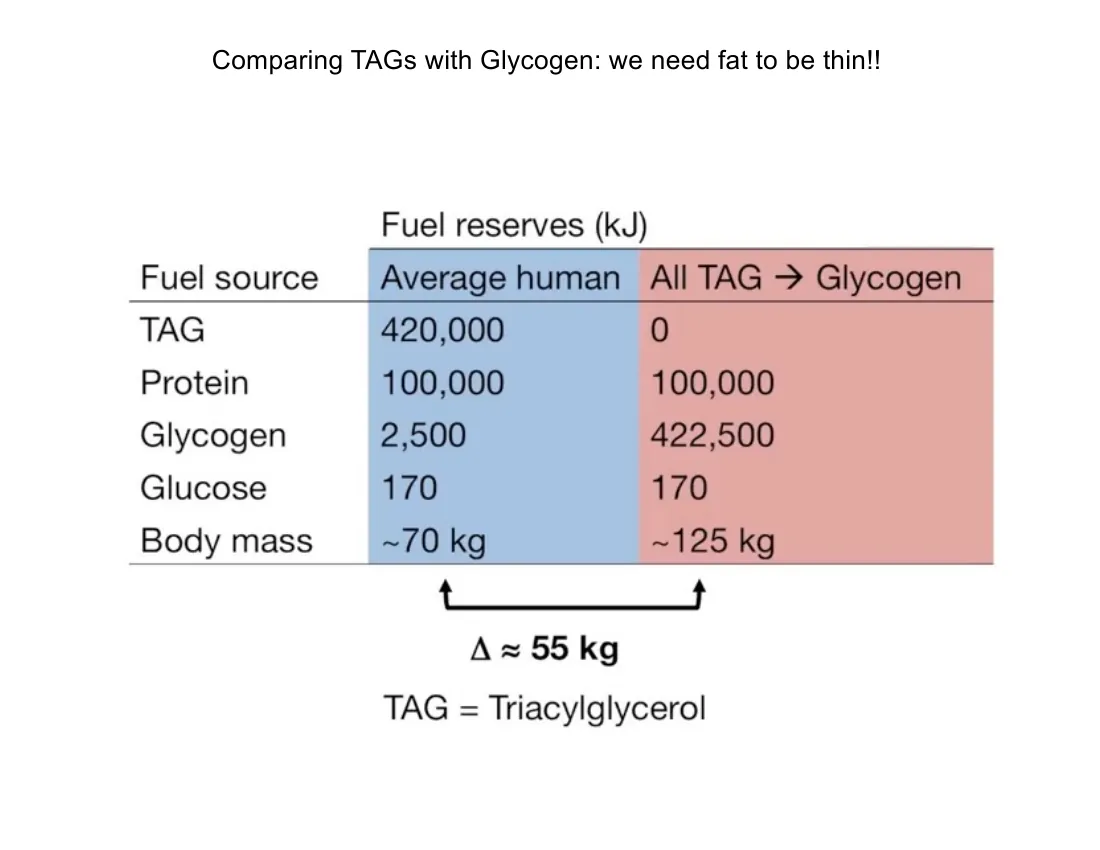 A table contrasting energy stored as triacylglycerol with the much larger hydrated mass that the same energy would require as glycogen.