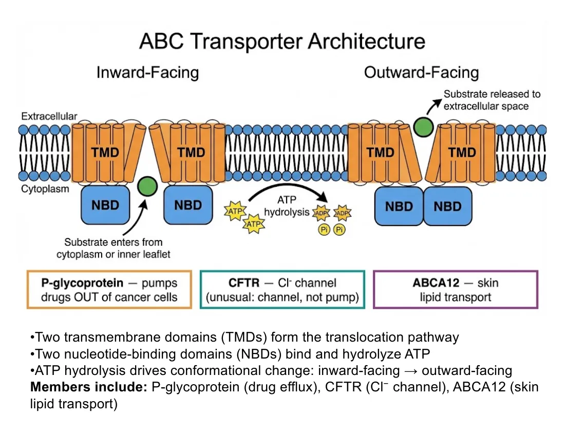 An ABC transporter with two transmembrane domains and two nucleotide-binding domains, switching from inward-facing to outward-facing on ATP binding.
