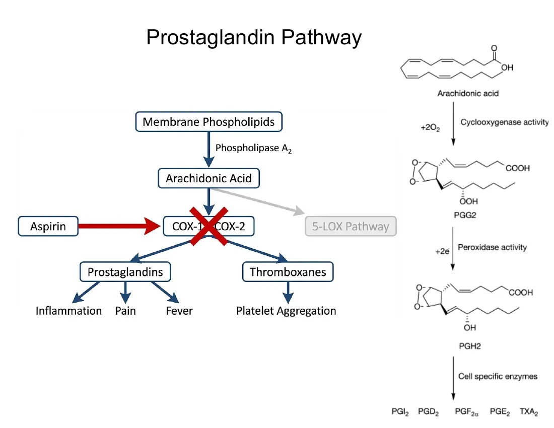 A flow diagram: phospholipase A2 releases arachidonic acid, COX-1/COX-2 make prostaglandins and thromboxanes, and aspirin irreversibly acetylates the COX active site.